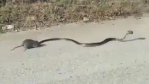 רץ ברשת - החולדה שהצליחה לחלץ את בנה מפיו של נחש ענק