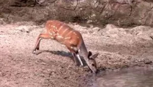 רץ ברשת - אינסטינקט בסיסי