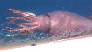 רץ ברשת - דיונון מפלצתי גונב מספינת דייג רוסית