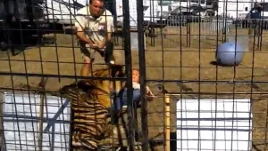 טיגריס תקף את המאלפת שלו בקרקס - בזמן שילדים צופים