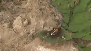 הפרות ששרדו את רעש האדמה