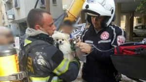 הסיר נשכח על הגז, הכלבה חולצה