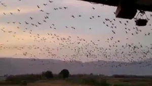 השמיים נצבעו בשחור באגמון החולה