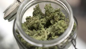 תומך בייצוא קנאביס רפואי