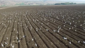 עגורים באגמון החולה