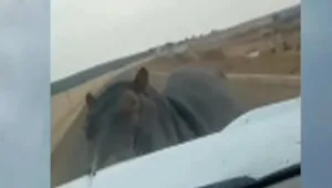 עצר לצלם היפופוטם – והותקף