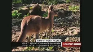 וועדת הכנסת תדון בתחקיר הקנגרו של חדשות 2