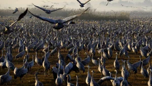 מסדר הכנפיים - בעמק החולה