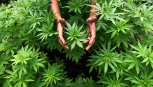 היחס לקנאביס בישראל עובר מהפכה