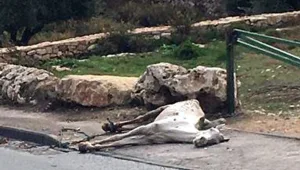 פגר של סוס קשור לעמוד ברחוב, נפתחה חקירה