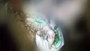 טלה חי הושלך לפח עם פגרים