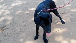 לא רק בתל אביב הקנס מזנק