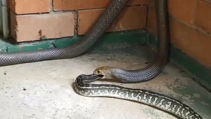 נחש נשך נחש: צילום נדיר מאוסטרליה