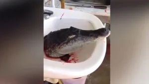 לאחר שראשו נכרת באכזריות - התנין הראה סימני חיים