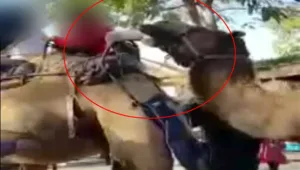 "הגמל נשך כי סבל מהתעללות"