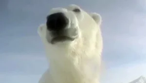 העולם מעיניו של דב קוטב