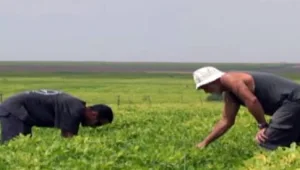 למה ירקות שנפסלו ליצוא נמכרים בישראל?