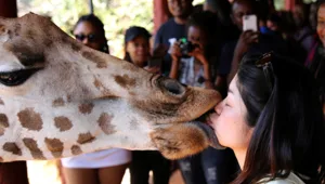 נשיקה רטובה מג'ירפה