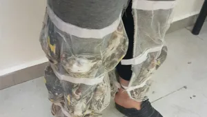 ההברחה שהפתיעה אפילו את עובדי המעבר