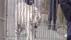 צפו בטיגריס מטייל ברחובת איטליה