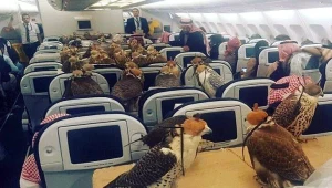 נסיך סעודי שכר מטוס שלם כדי להטיס 80 עופות דורסים