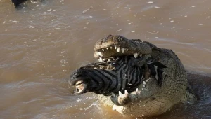 תמונות עוצרות נשימה של תנין ענק אוכל זברה