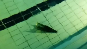 כיפת ברזל יירטה מטח רקטות לאילת