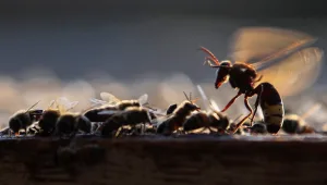 התמונות הכי מיוחדות שצולמו השבוע בעולם
