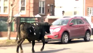 שור משתולל ברחובות ניו יורק