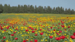 סוף שבוע מושלם לטיולים