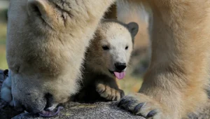 הדובה הקטנה שריגשה את גן החיות, צפו