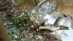 זה מה שקורה כשתנין תופס צלופח מחשמל