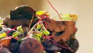 פטריות צלויות עם ברנדי וטימין