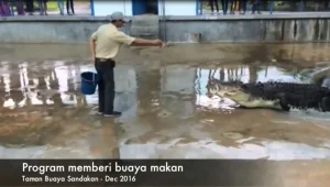 הקריב את רגלו - כדי להציל את חייו