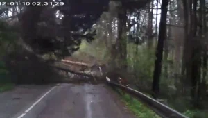 להיקלע לאמצע יער כשכולו מתמוטט