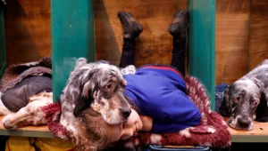 חברות ללא תנאים