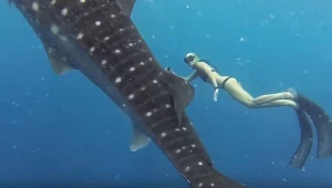 שנה מסביב לעולם: כך זה נראה בשלוש דקות