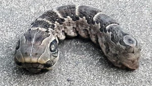 מצאה בחצר יצור בלתי מזוהה ופנתה לגולשים לעזרה