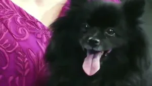 מהפנט: הכלב הדהים את כולם ו"כפה" על 11 אנשים לישון