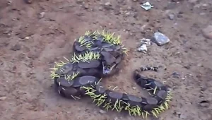 מה גרם לנחש להתמלא בקוצים?