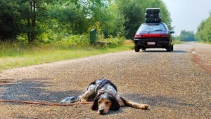 מה תעשו אם חיית המחמד שלכם הורעלה?