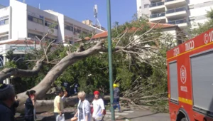 אישה בת 65 נהרגה מקריסת עץ