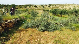 מאות עצי זית נעקרו