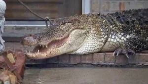 תנין באורך 3 מטרים חיכה למשפחה בפתח הבית