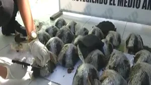 צבים נדירים הוברחו בתוך ארגזים