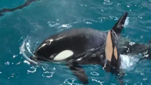 ההמלטה האחרונה ב"עולם המים"