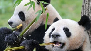 דוב פנדה תמורת אורניום