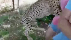 הצ'יטה תקפה תיירת צעירה מסין