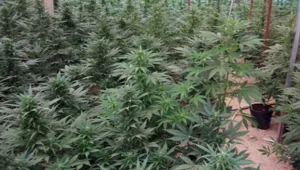 נתפסו שתילי מריחואנה בשווי מוערך של 8 מיליון ש"ח