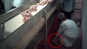 עופות על הרצפה, ביוב פתוח וזוהמה